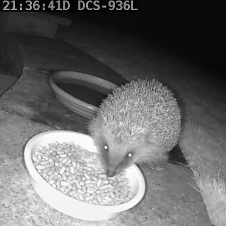 Little Wenlock hedgehog project (feeding hedgehog)