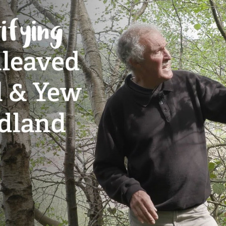 Broadleaved Mixed and Yew Woodland | Habitat Mapping Project | Nature Recovery Network