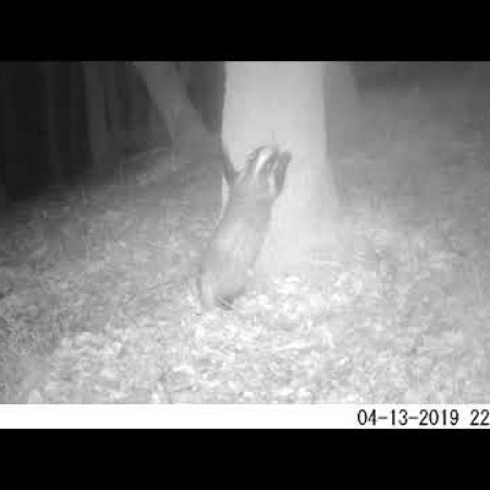Badgers on camera