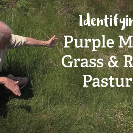 Purple Moor Grass and Rush Pasture | Habitat Mapping Project | Nature Recovery Network