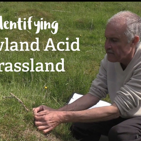 Lowland Acid Grassland | Habitat Mapping Project | Nature Recovery Network