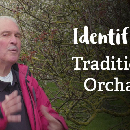 Traditional Orchard | Habitat Mapping Project | Nature Recovery Network