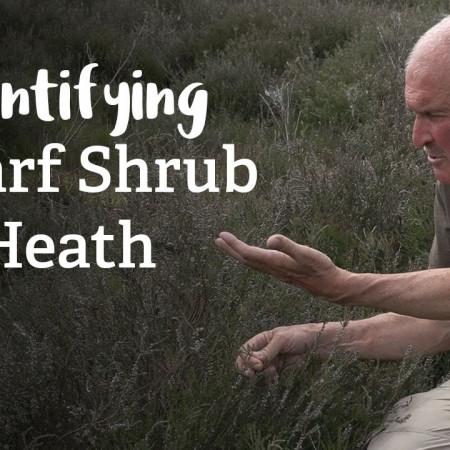 Dwarf Shrub Heath | Habitat Mapping Project | Nature Recovery Network