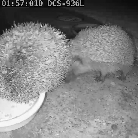 Little Wenlock hedgehog project (get off my food!)